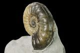 Translucent Ammonite (Asteroceras) Fossil - Dorset, England #171267-3